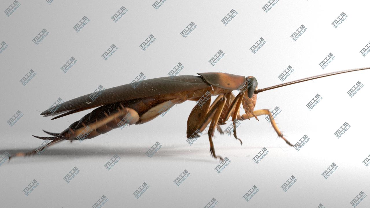 images/goods_img/20210319/Cockroach rigged and animated for Cinema 4d/2.jpg